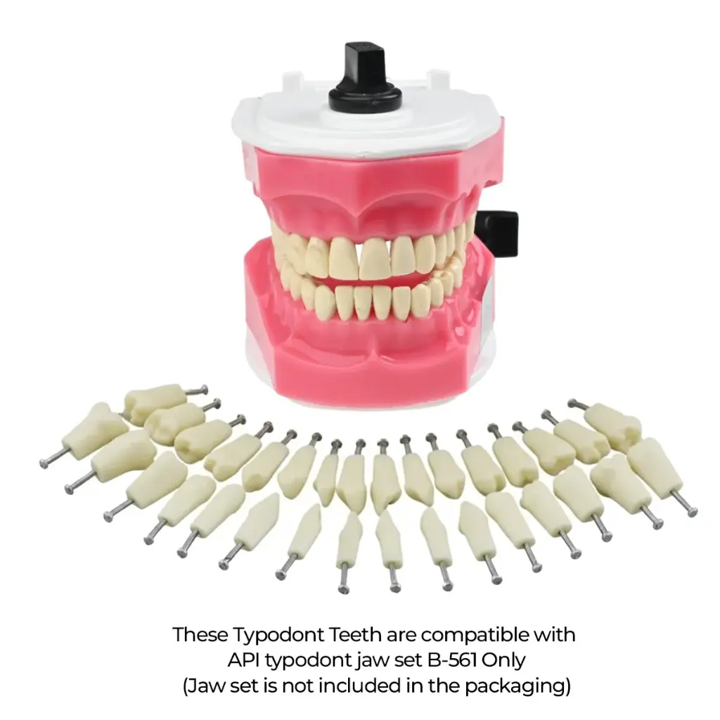 API Typodonts Individual - Adult Size (11)